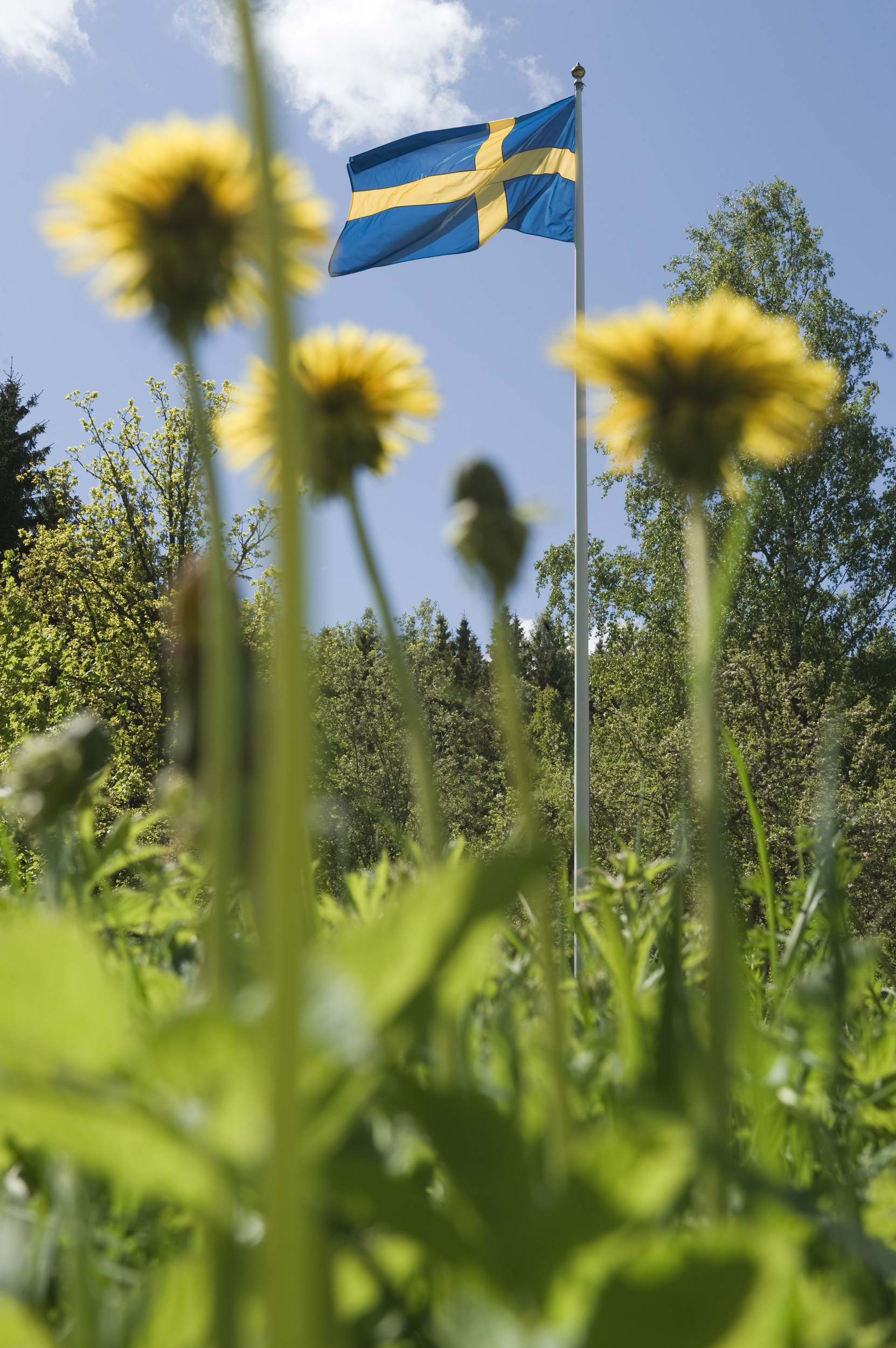 Gula maskrosor med svenska flaggan i bakgrunden
