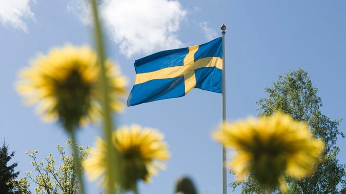 Gula maskrosor med svenska flaggan i bakgrunden