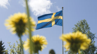 Gula maskrosor med svenska flaggan i bakgrunden