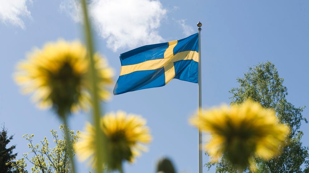 Gula maskrosor med svenska flaggan i bakgrunden